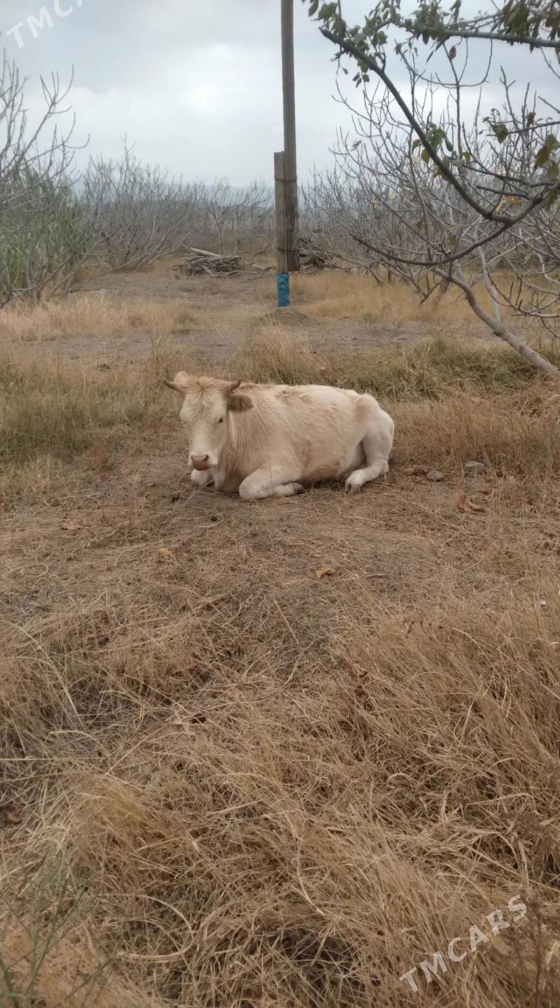 Geciler, cebis - Magtymguly - img 6