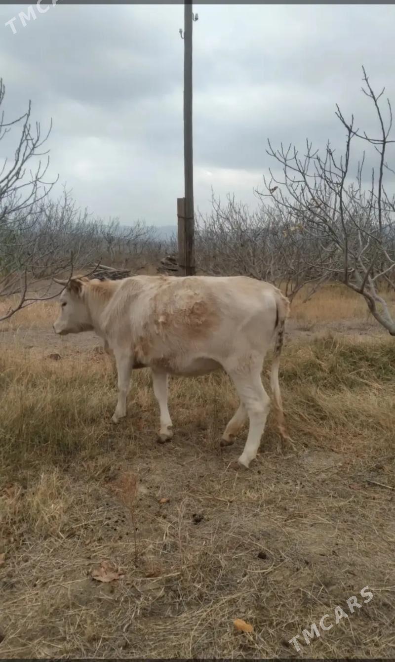 Geciler, cebis - Magtymguly - img 5