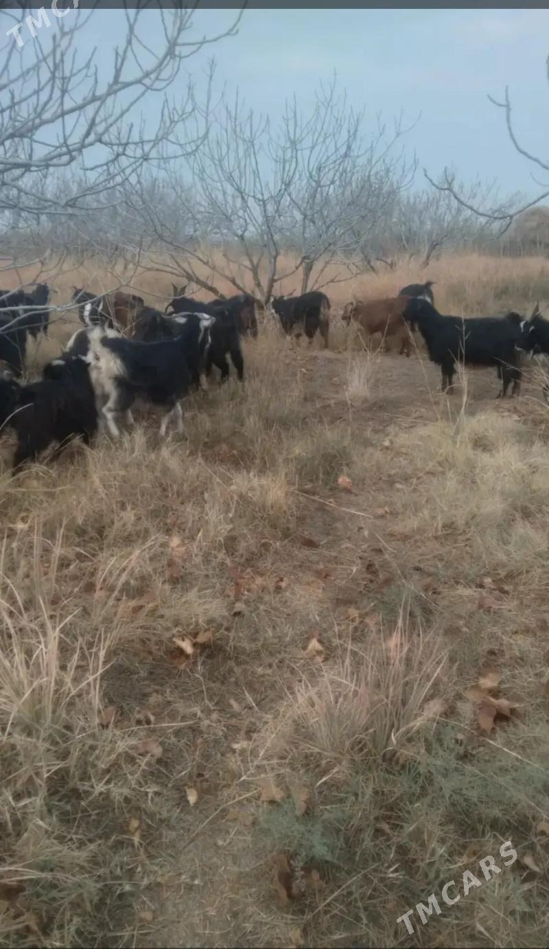 Geciler, cebis - Magtymguly - img 4