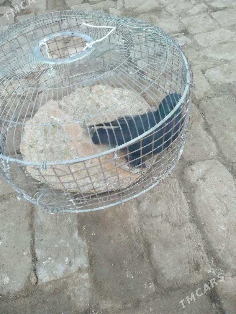 kepter - Туркменабат - img 2