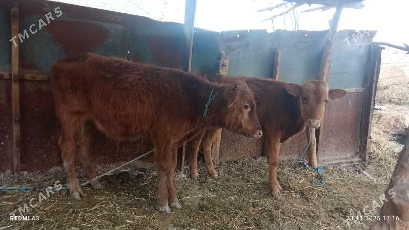 öküzçeler - Çärjew - img 2