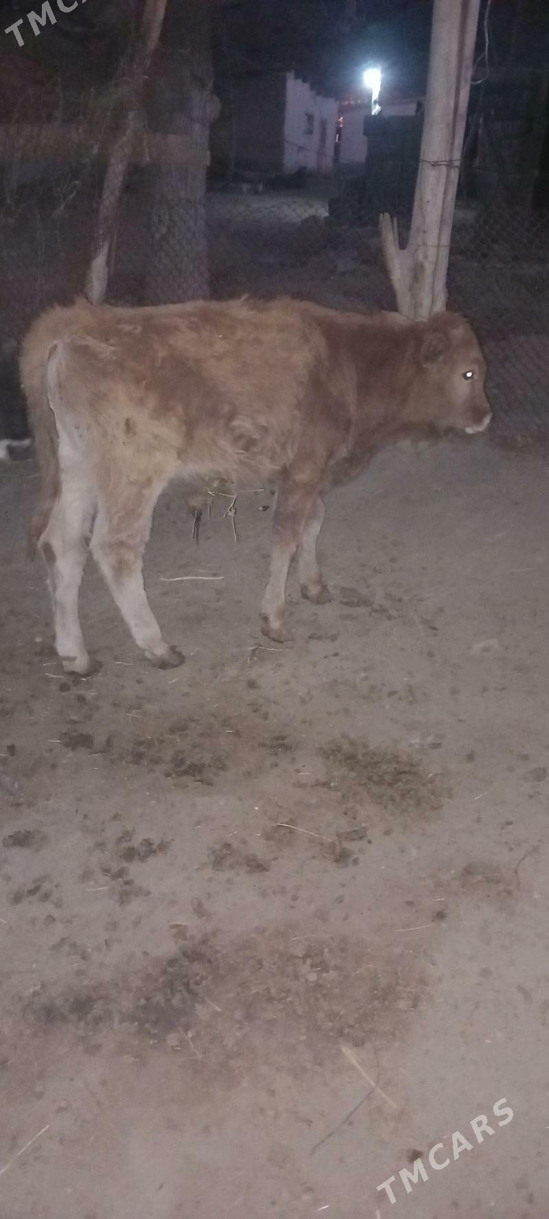 okuz - Бахарден - img 1