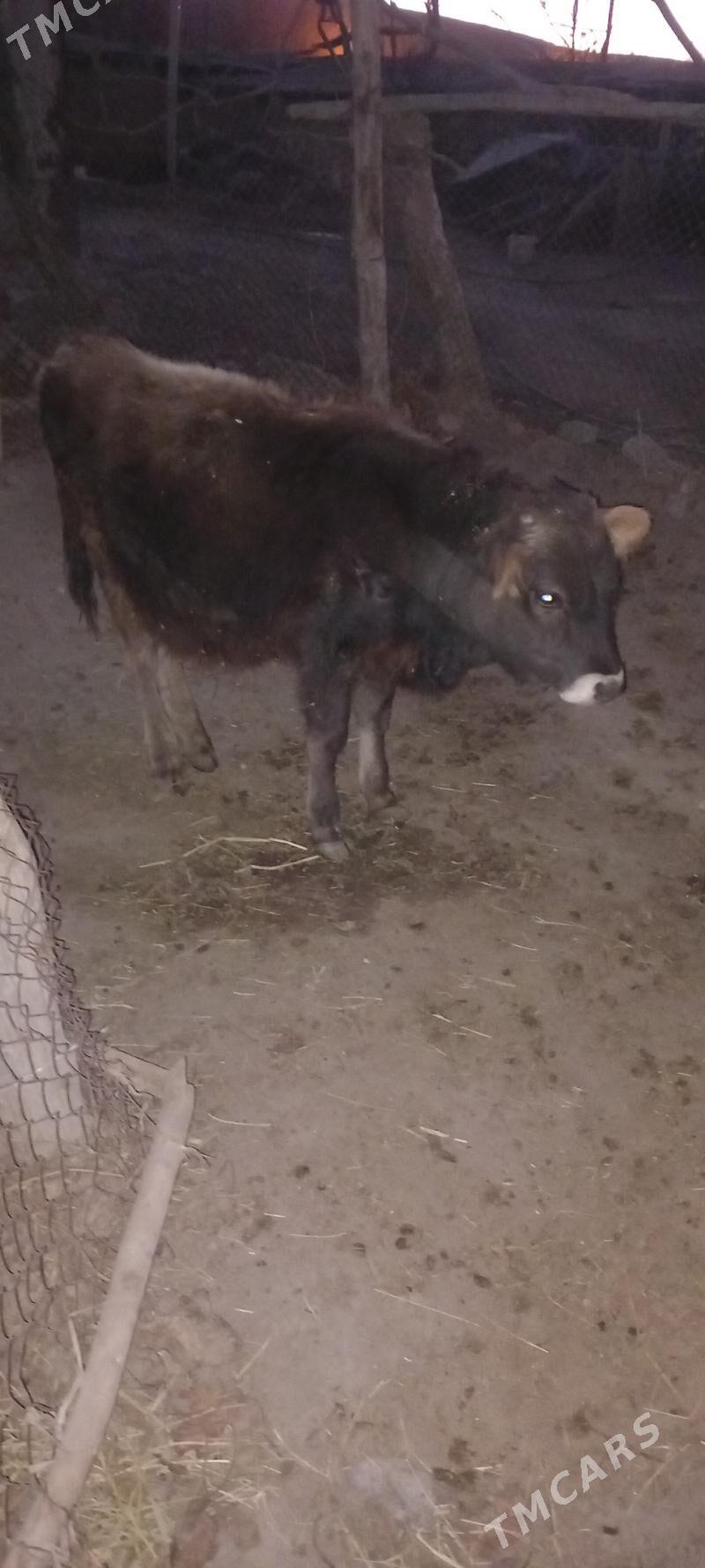 okuz - Бахарден - img 2