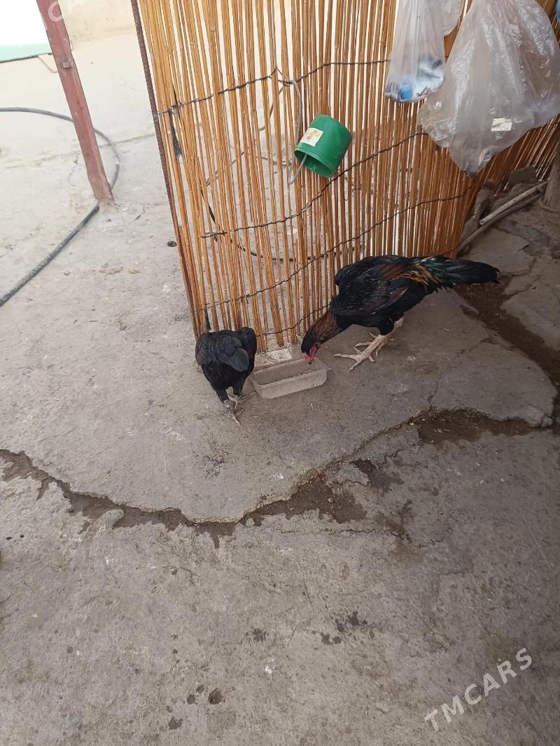 taskent horazlar - Köşi - img 2