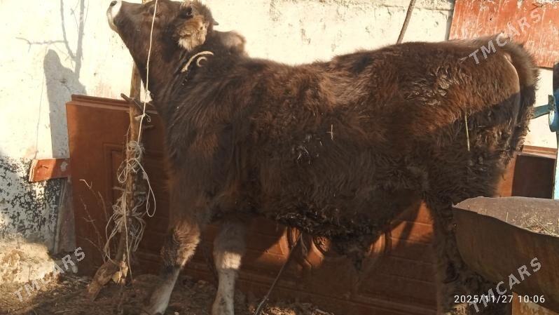 okuz - Bäherden - img 3