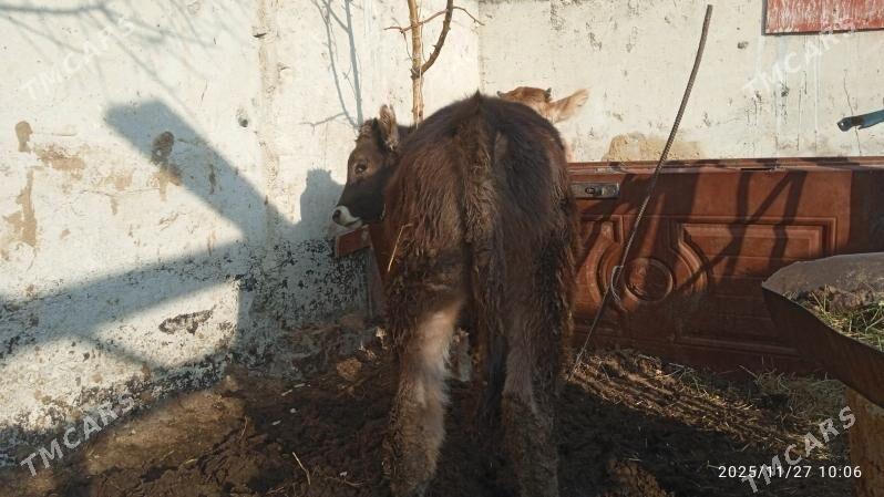 okuz - Bäherden - img 2