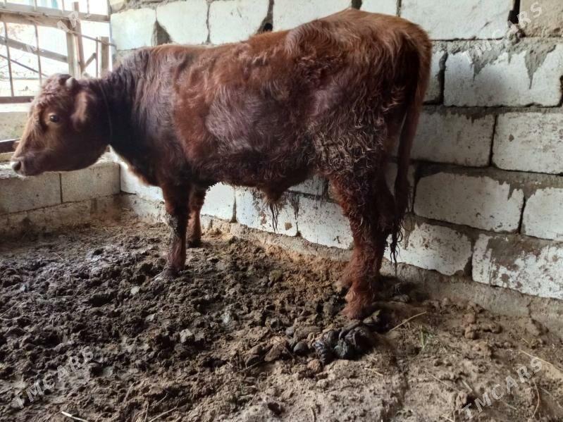 öküz - Bagyr - img 2