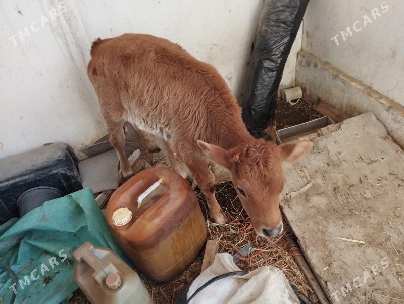 Göleli sygyr - Balkanabat - img 4