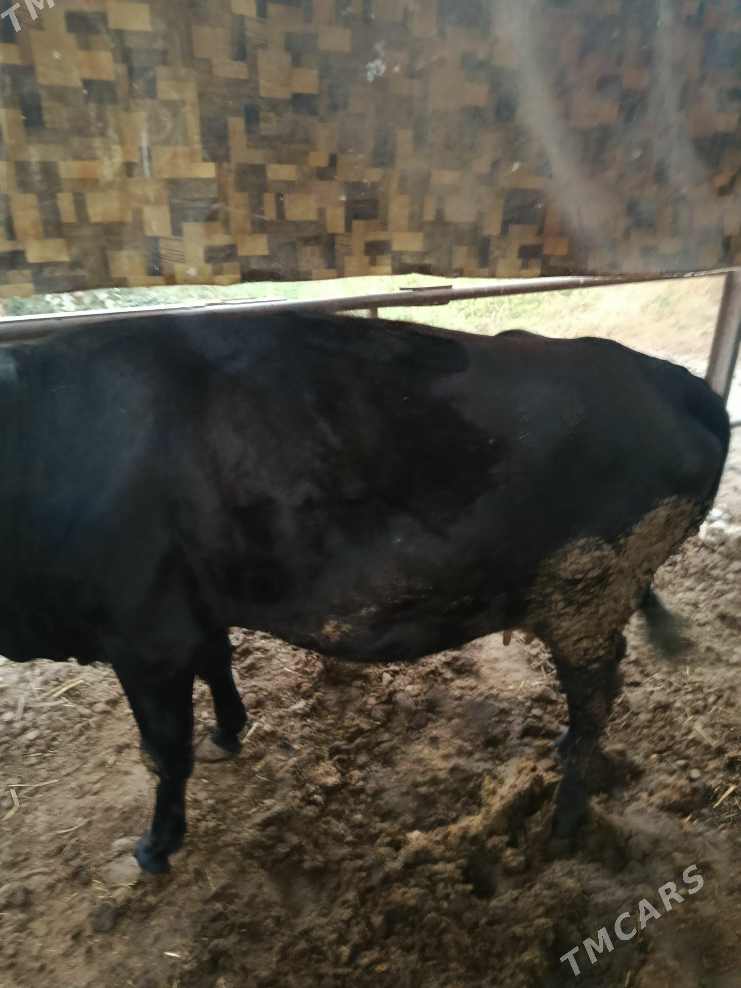 инек богаз хожеги билен - Türkmenabat - img 2