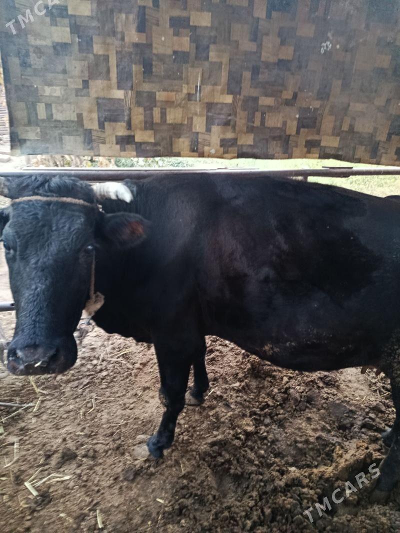 инек богаз хожеги билен - Türkmenabat - img 6