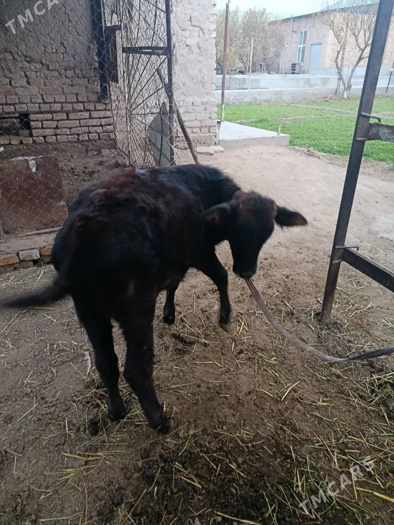 инек богаз хожеги билен - Türkmenabat - img 4