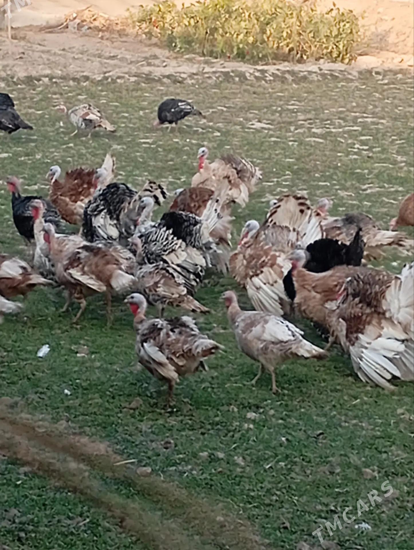 induk - Saýat - img 2