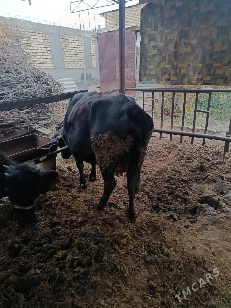 инек богаз хожеги билен - Türkmenabat - img 5