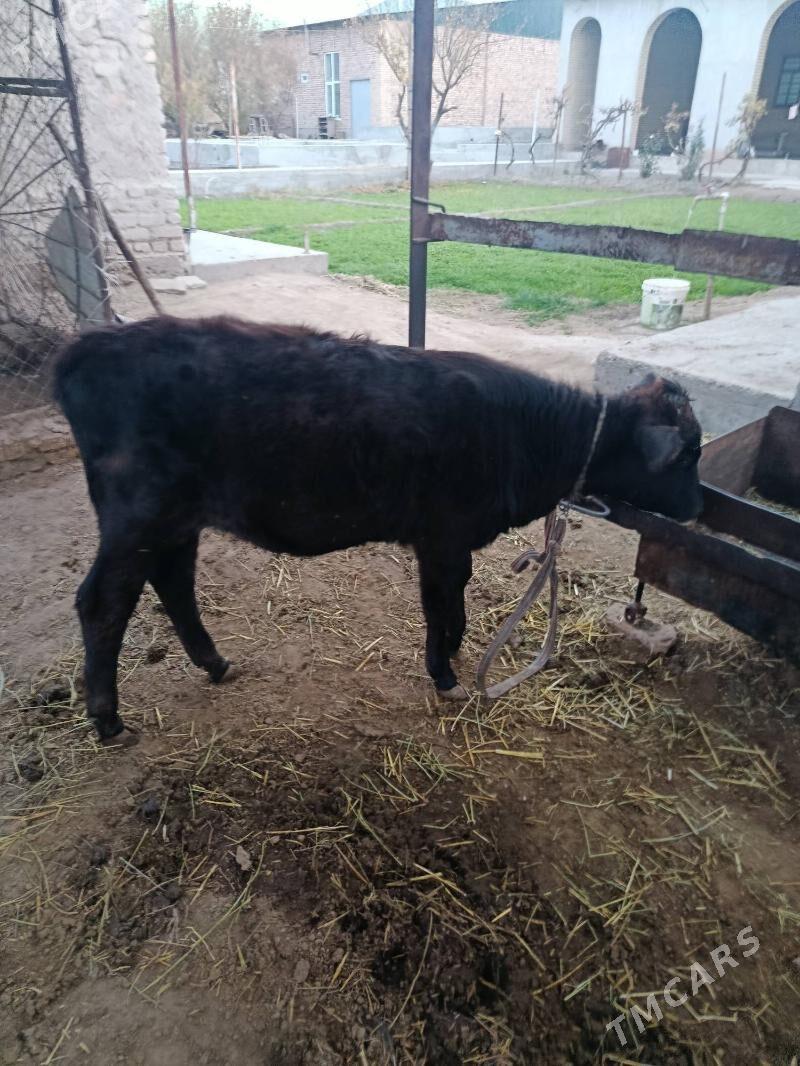 инек богаз хожеги билен - Türkmenabat - img 3