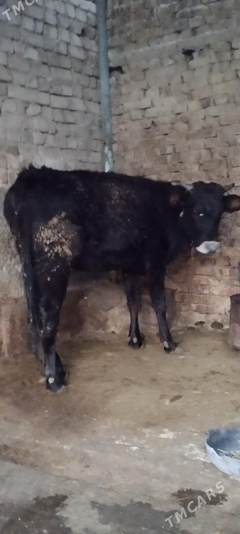 tuve - Ашхабад - img 3