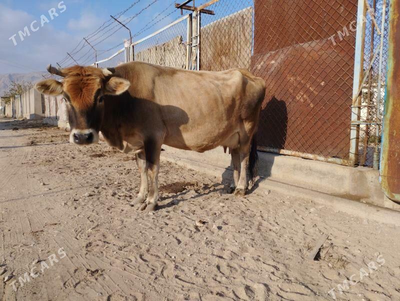 Göleli sygyr - Balkanabat - img 2