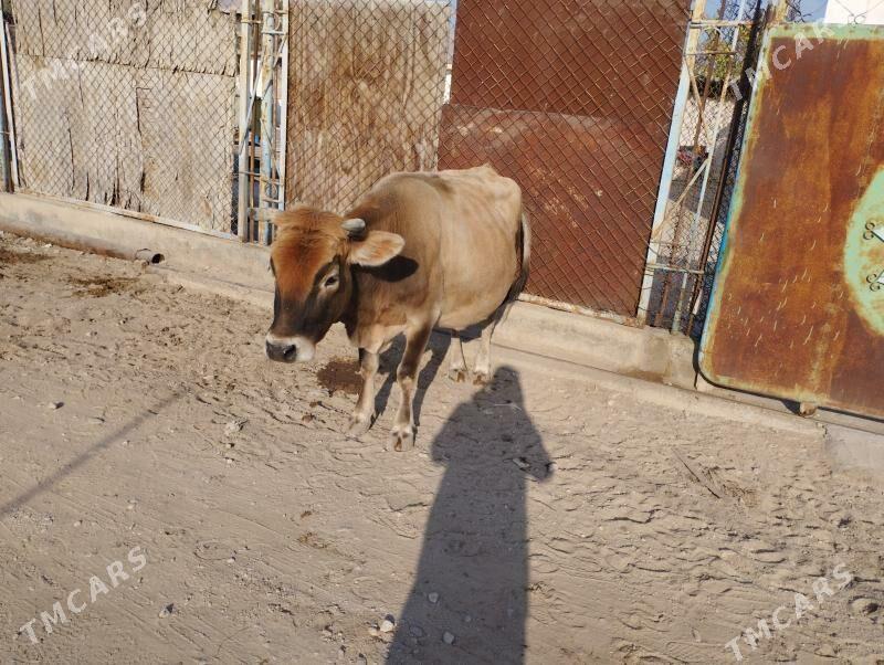 Göleli sygyr - Balkanabat - img 3