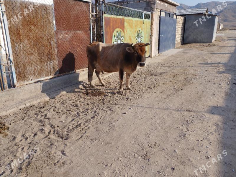 Göleli sygyr - Balkanabat - img 1