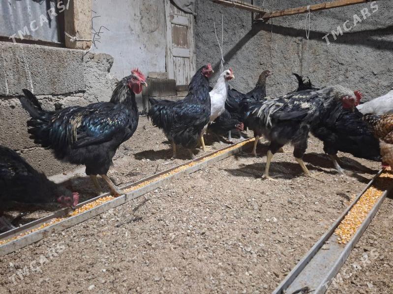 gigant - Ашхабад - img 2