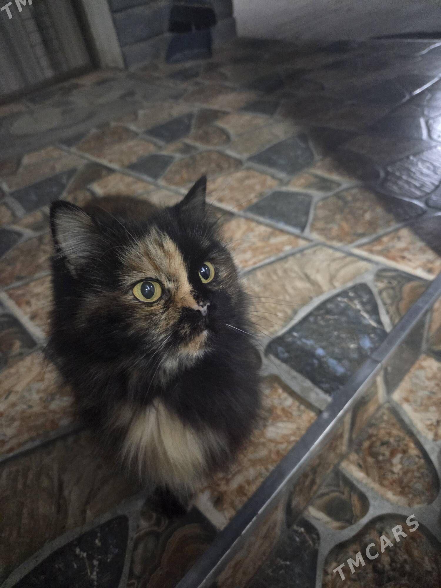 необычная кошка - Ашхабад - img 3