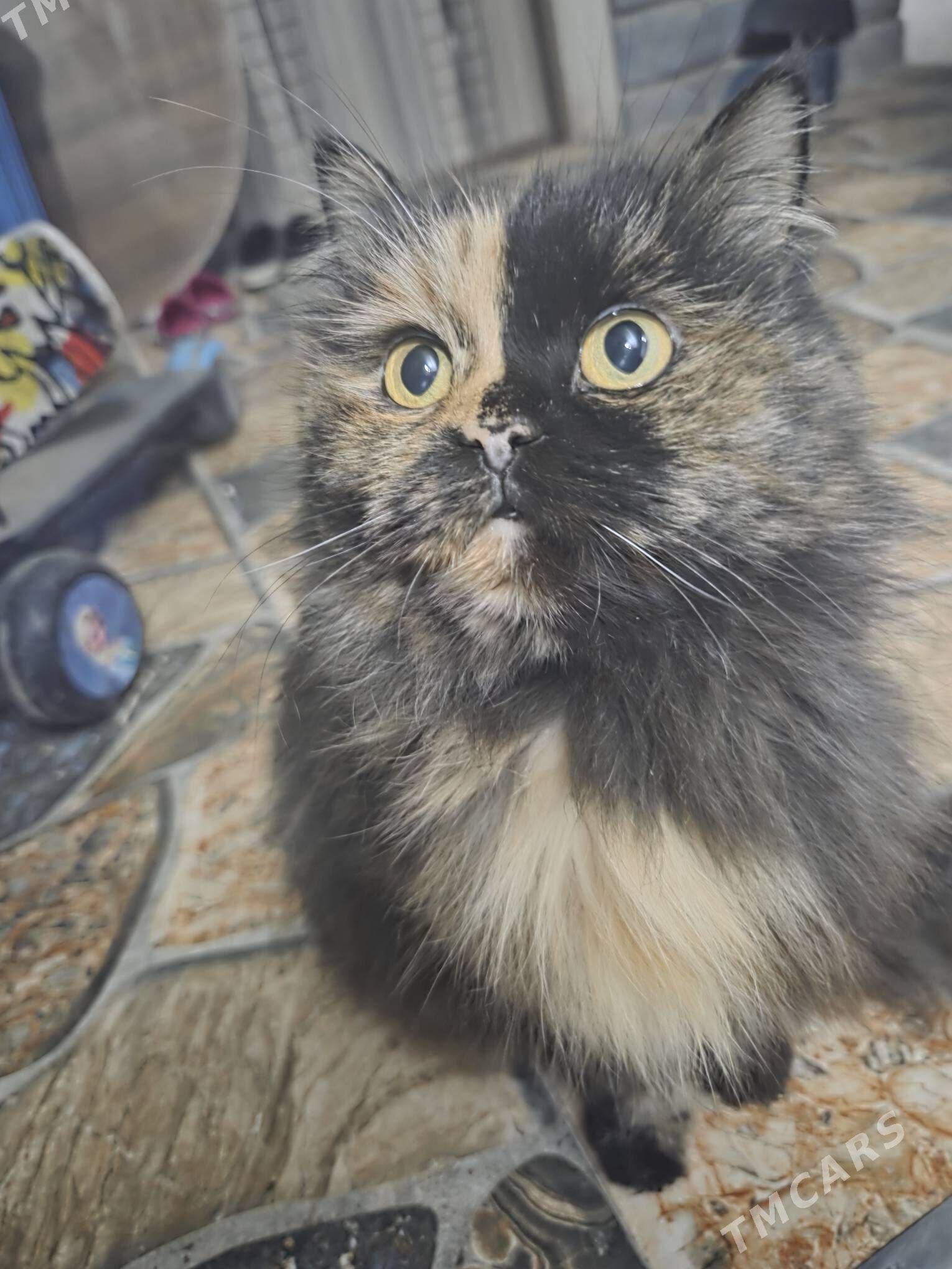 необычная кошка - Ашхабад - img 1