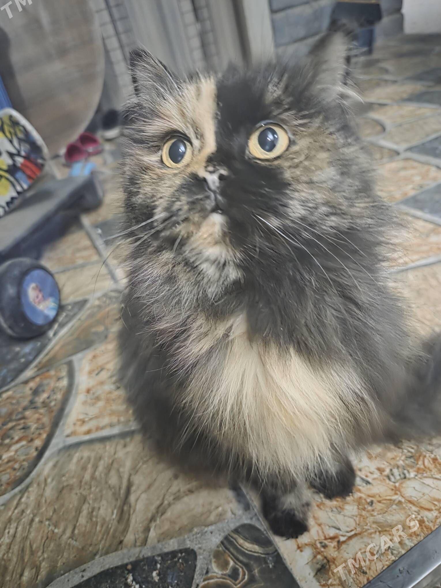 необычная кошка - Ашхабад - img 2