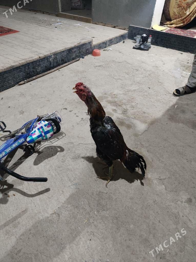 парода хораз - Daşoguz - img 3