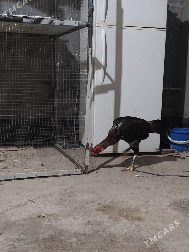 парода хораз - Daşoguz - img 2