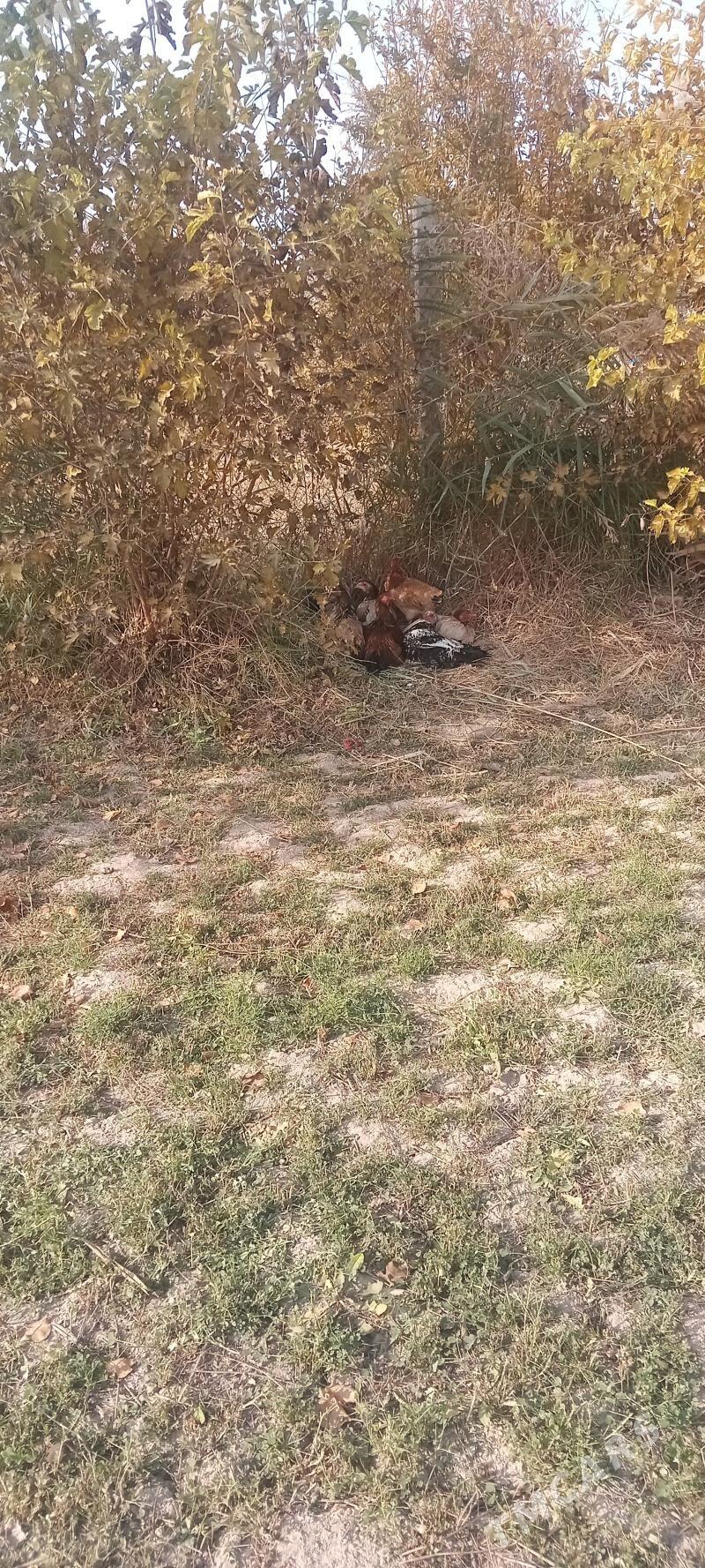 Baysok katys broller - Дянев - img 2