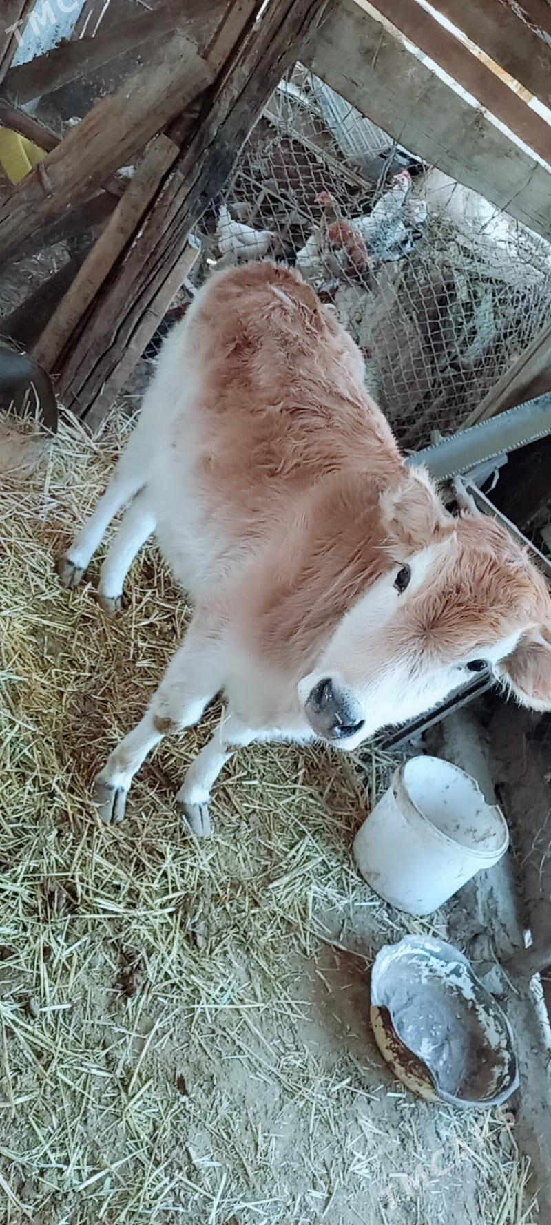 gacar - Берекет - img 2