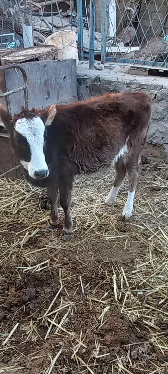 gacar - Берекет - img 3