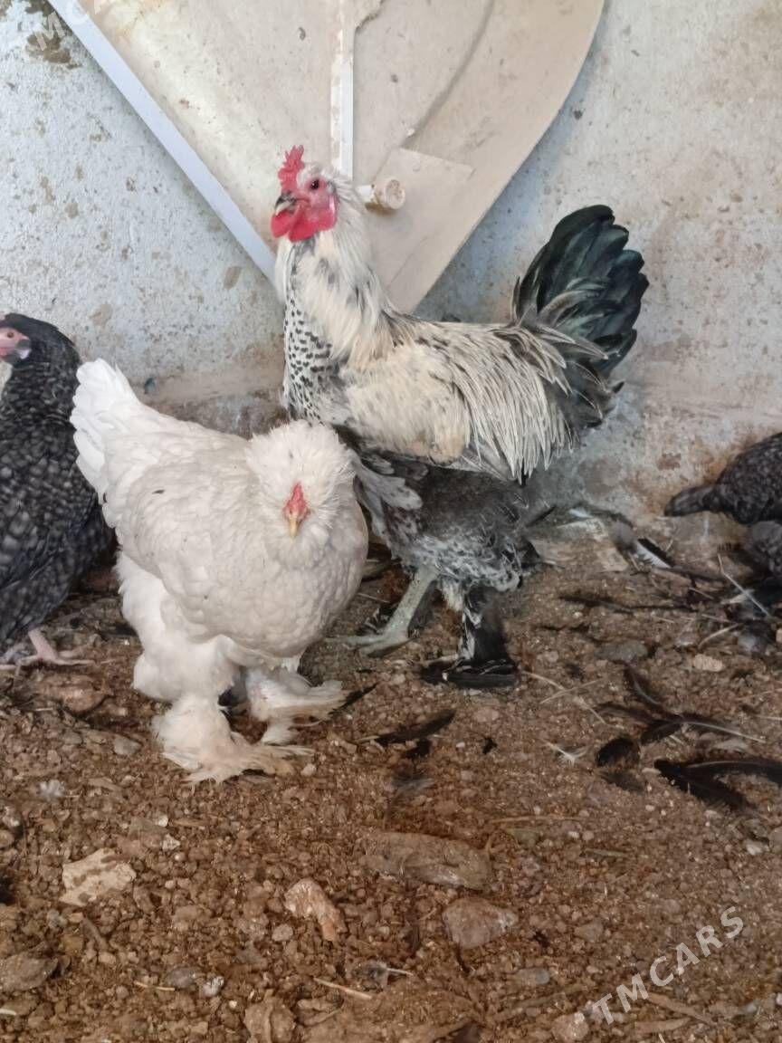 brama - Gurtly - img 1