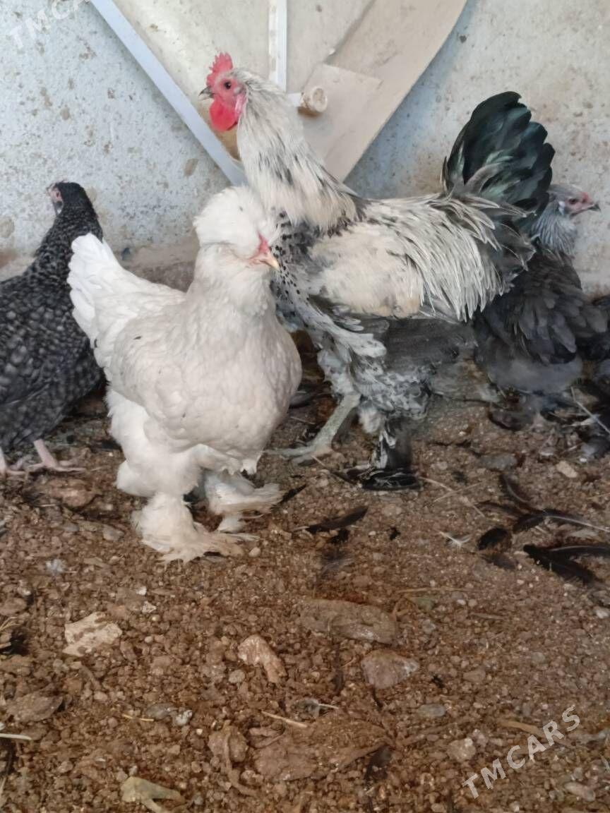 brama - Gurtly - img 2