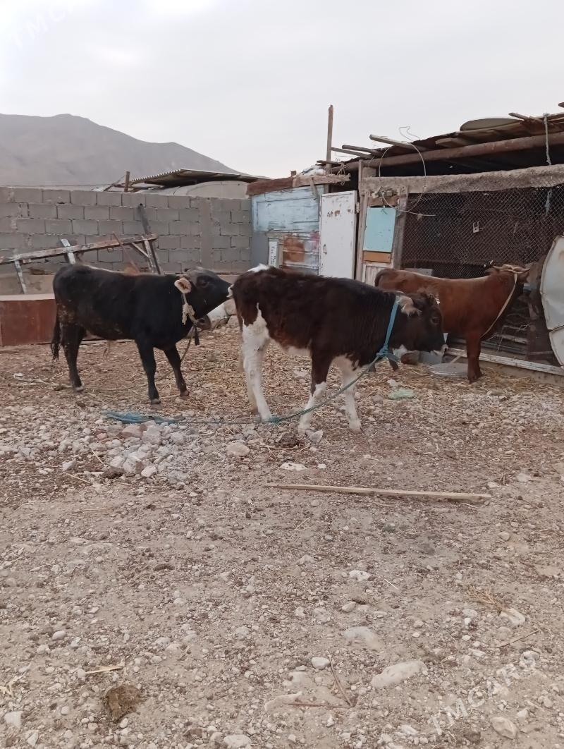 okuzle - Balkanabat - img 4