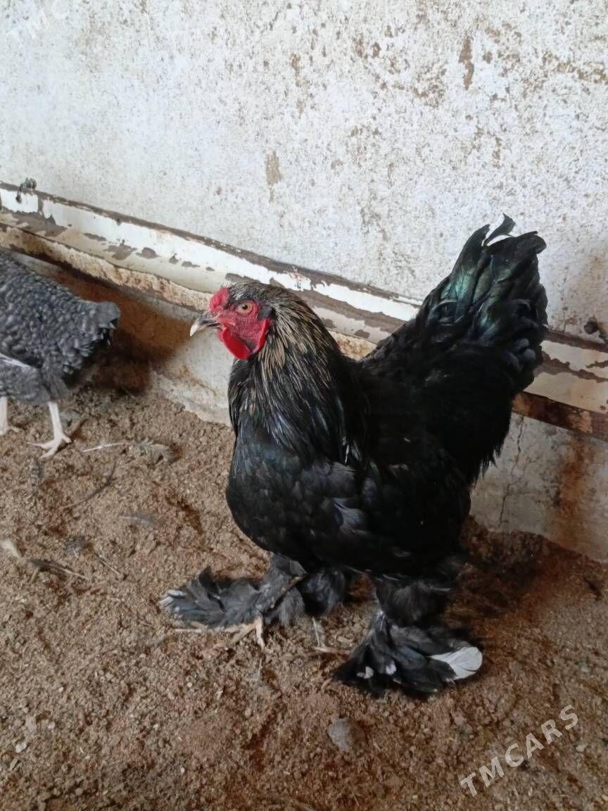 Gara brama - Gurtly - img 3