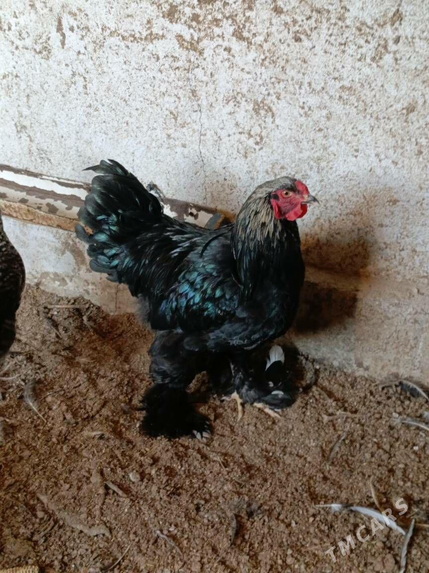 Gara brama - Gurtly - img 2