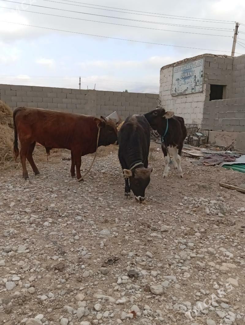 okuzle - Balkanabat - img 3