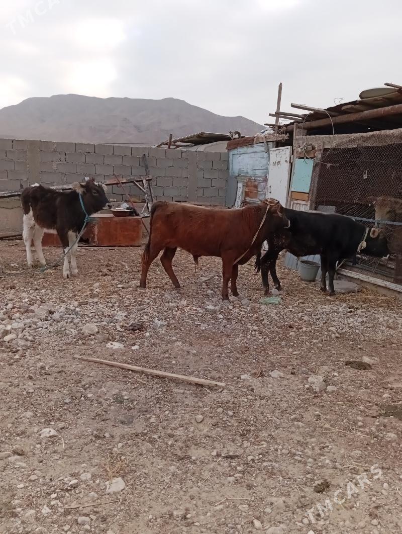 okuzle - Balkanabat - img 2