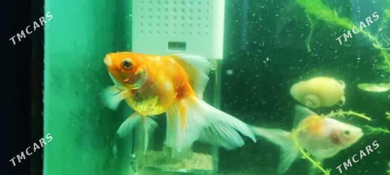 Zalatoy balyk - Дашогуз - img 7