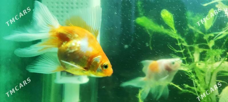 Zalatoy balyk - Дашогуз - img 8