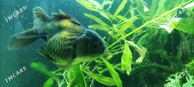 Zalatoy balyk - Дашогуз - img 2