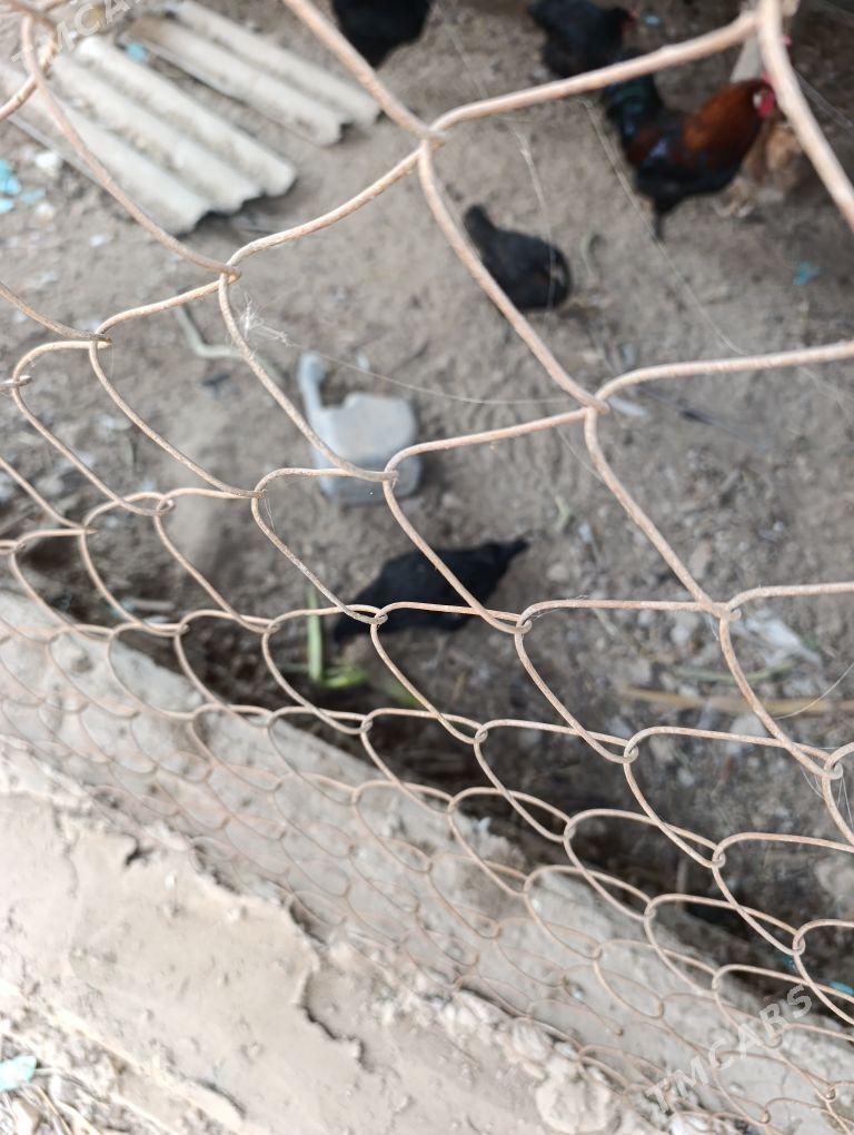 juyje - Саят - img 3