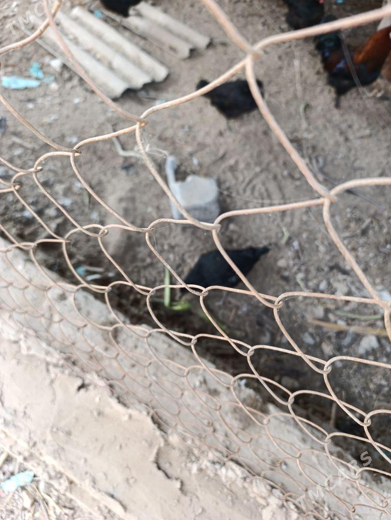 juyje - Саят - img 4