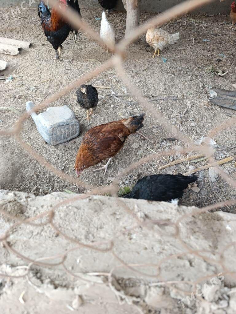 juyje - Саят - img 2