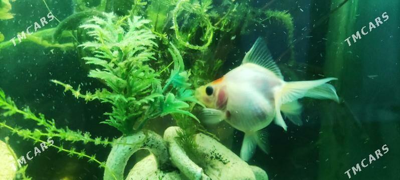 Zalatoy balyk - Дашогуз - img 6