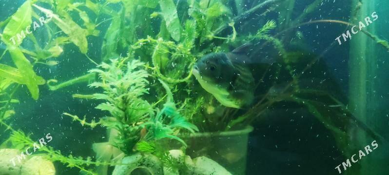 Zalatoy balyk - Дашогуз - img 5