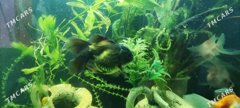 Zalatoy balyk - Дашогуз - img 3