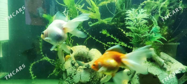 Zalatoy balyk - Дашогуз - img 4