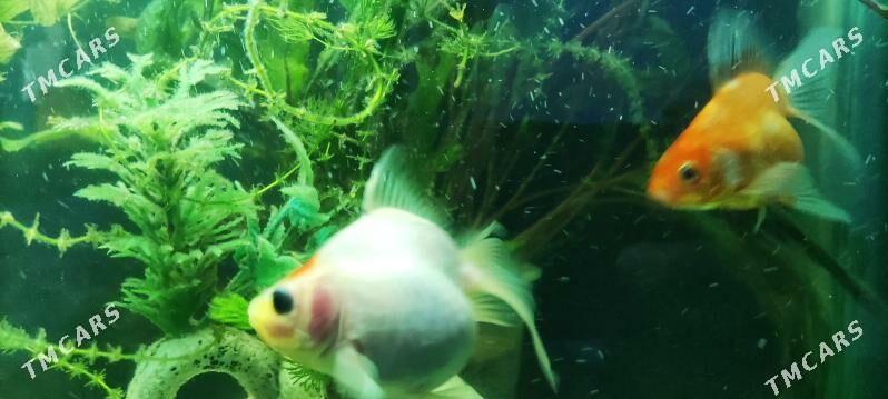 Zalatoy balyk - Дашогуз - img 9