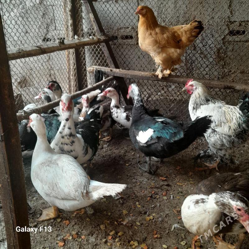 ördök. - Кëши - img 4